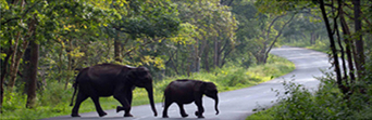 Wayanad Tour Packages